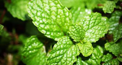 Mint leaves