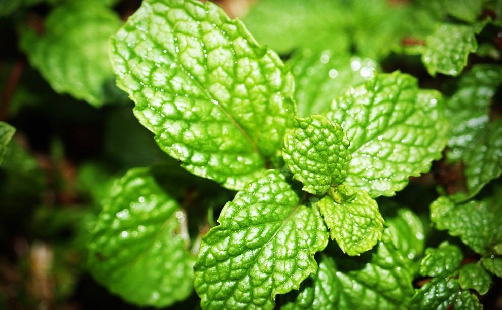 Mint leaves